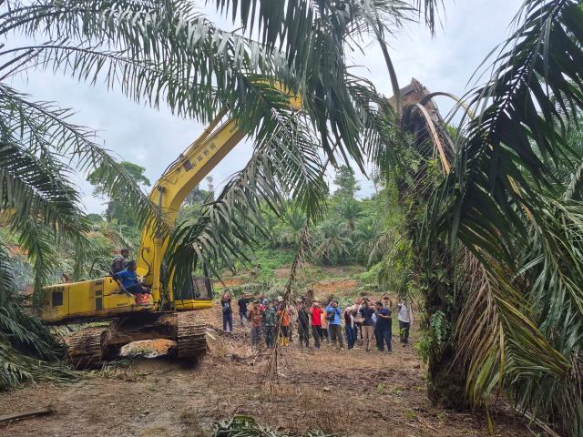 Mesin eskavator menumbangkan pohon sawit di Kawasan Hutan Taman Nasional Gunung Leuser, Kamis (4/9/2025). Foto/istimewa